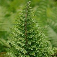 Plant Theory Soft Shield Fern Plumosomultilobum Polystichum Setiferum Outdoor Ferns 2L Pot in Green