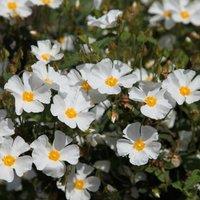 Plant Theory Rock Rose Outdoor Shrub Plant Cistus x Hybridus Garden Tree Bush 2L Pot in Green