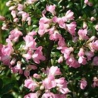 Plant Theory Apple Blossom Escallonia Outdoor Shrub Plant Escallonia 2L Pot in Green