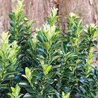 Plant Theory Green Rocket Japanese Euonymus Shrub Plant Euonymus Japonicus 2L Pot