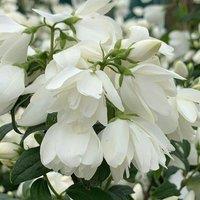 Plant Theory Snowbelle Mock Orange Outdoor Shrub Plant Philadelphus Garden Plants 2L Pot in Green