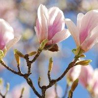 Plant Theory Outdoor Shrub Plant Magnolia x Soulangeana Flowering Tree Bush 2L Pot 30cm in Green