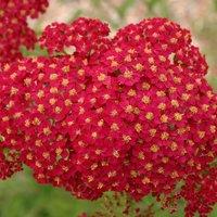 Plant Theory Red Velvet Yarrow Sneezewort Perennials Flowering Plants Achillea 2L Pot in Green