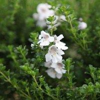 Plant Theory Alpine Mint Bush Outdoor Shrub Plant Prostanthera Cuneata 2L Pot in Green