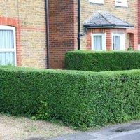 Plant Theory Oval Leaf Privet Outdoor Shrub Plant Ligustrum Ovalifolium 2L Pot in Green