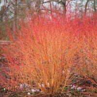 Plant Theory Midwinter Fire Dogwood Outdoor Shrub Plant Cornus Sanguinea 2L Pot in Green