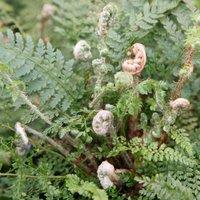 Plant Theory Soft Shield Fern Herrenhausen Polystichum Setiferum Outdoor Ferns Plant 2L Pot in Green