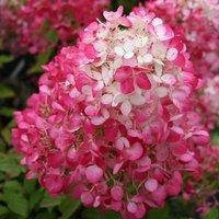 Plant Theory Diamant Rouge Outdoor Shrub Plant Hydrangea Paniculata Flowers 2L Pot in Green