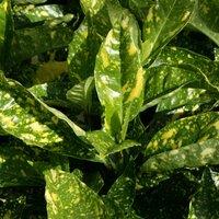Plant Theory Crotonifolia Japanese Laurel Shrub Plant Aucuba Japonica 2L Pot in Green