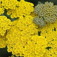Plant Theory Moonshine Yarrow Sneezewort Perennials Flowering Plants Achillea 2L Pot in Green