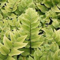 Plant Theory Fortune's Fern Cyrtomium Fortunei Hardy Outdoor Ferns Jungle Plant 2L Pot in Green