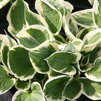 Plant Theory Patriot Plantain Lily Perennials Flowering Plants Hosta 2L Pot in Green