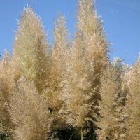 Plant Theory Pumila Pampas Grass Cortaderia Selloana Outdoor Ornamental Plant 2L Pot in Green