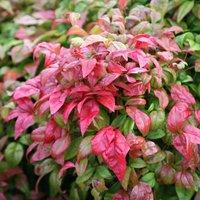 Plant Theory Fire Power Heavenly Bamboo Shrub Plant Nandina Domestica 2L Pot in Green