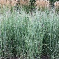 Plant Theory Heavy Metal Switch Grass Panicum Virgatum Outdoor Ornamental Plant 2L Pot in Green