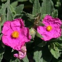 Plant Theory Sunset Rock Rose Outdoor Shrub Plant Cistus x Pulverulentus 2L Pot in Green