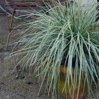 Plant Theory Everest Sedge Grass Carex Oshimensis Outdoor Ornamental Plant 2L Pot in Green