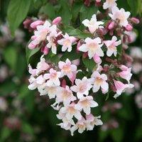 Plant Theory Pink Cloud Beauty Bush Outdoor Shrub Plant Kolkwitzia Amabilis 2L Pot in Green