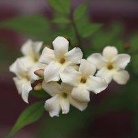 Plant Theory Jasminum officinale Devon Cream White Flowering Climbing Plant 60cm Cane 3L Pot
