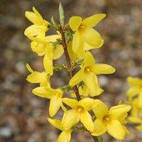Plant Theory Lynwood Variety Forsythia Shrub Plant Forsythia x Intermedia 2L Pot in Green