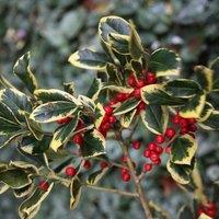 Plant Theory Golden King Holly Outdoor Shrub Plant Ilex x Altaclerensis 2L Pot in Green