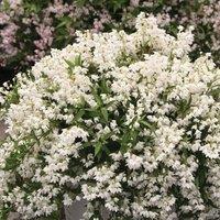 Plant Theory Yuki Snowflake Deutzia Outdoor Shrub Plant Deutzia x Rosea 3L Pot in Green
