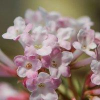 Plant Theory Charles Lamont Outdoor Shrub Plant Viburnum x Bodnantense 2L Pot in Green