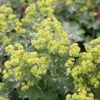 Plant Theory Lady's Mantle Perennials Flowering Plants Alchemilla Mollis 2L Pot in Green