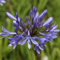 Plant Theory African Lily Perennials Flowering Plants Agapanthus Africanus 2L Pot in Green