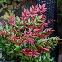 Plant Theory Obsessed Heavenly Bamboo Outdoor Shrub Plant Nandina Domestica 2L Pot in Green