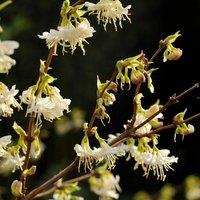 Plant Theory Winter Honeysuckle Outdoor Shrub Plant Lonicera Fragrantissima 2L Pot in Green