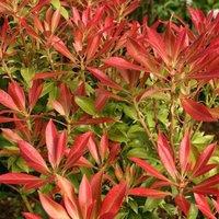 Plant Theory Forest Flame Lily Of The Valley Outdoor Shrub Plant Pieris 2L Pot in Green