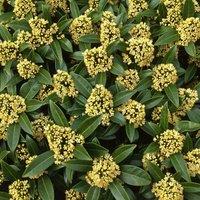 Plant Theory Kew Green Japanese Skimmia Shrub Plant Skimmia x Confusa 2L Pot
