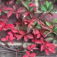 Plant Theory Henryana Chinese Virginia Creeper Burgundy Flowering Vine Plant 60cm Cane 3L Pot
