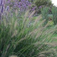 Plant Theory Hameln Chinese Fountain Grass Pennisetum Alopecuroides Outdoor Grasses Plant 2L in Green