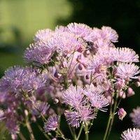 Plant Theory Meadow Rue Perennials Flowering Plants Thalictrum Aquilegiifolium 2L Pot in Green