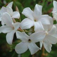 Plant Theory Jasminum officinale Affine White Flowering Vine Climbing Plant 60cm Cane 3L Pot