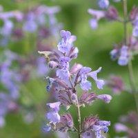 Plant Theory Catmint Perennials Flowering Plants Nepeta Faassenii 2L Pot in Green