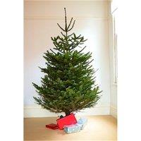 Clifton Premier Nordman Fir Christmas Tree - Low Needle Drop - 1.25m to 1.50m (4 - 5ft) in Green