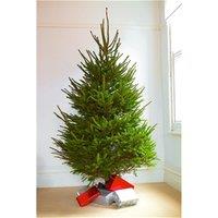 Clifton Premier SPRUCE Christmas Tree - Fresh Norway Cut - 2.0m to 2.5m (6.5ft to 8ft) in Green