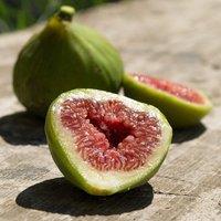 Plant Theory Fig Dalmatie Fruit Bush Ficus carica Fruiting Shrub Plant 2L Pot 30cm - 40cm in Green