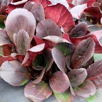 Plant Theory Overture Elephant's Ears Perennials Flowering Plants Bergenia 2L Pot in Green