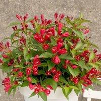 Plant Theory All Summer Red Outdoor Shrub Plant Weigela Flowering Garden Plants 2L Pot in Green