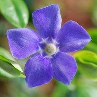 Plant Theory Greater Periwinkle Outdoor Shrub Plant Vinca Major 2L Pot in Green