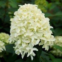 Plant Theory Skyfall Outdoor Shrub Plant Hydrangea Paniculata Flowering Garden Plants 2L Pot in Green