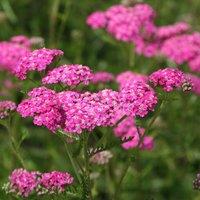 Plant Theory Cerise Queen Yarrow Sneezewort Perennials Flowering Plants Achillea 2L Pot in Green