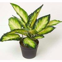 Homescapes Dieffenbachia Dumb Cane Plant in Pot, 50 cm Tall in Green