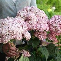 Plant Theory Sweet Annabelle Sevenbark Shrub Plant Hydrangea Arborescens 3L Pot in Green