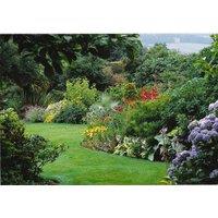 Direct Plants The Ultimate Hardy Flowering Shrub Landscaping Mix, 100x Large Mature Plants Supplied in 3 Litre Pots in Green