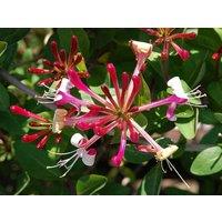 Direct Plants 6x Mixed Large Honeysuckle Climbing Plant Selection Pack 3ft Tall Supplied in 3 Litre Pots in Green